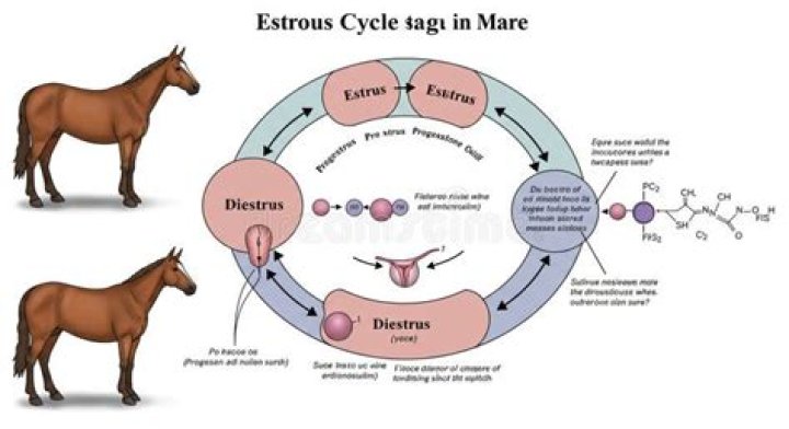What is meant by estrous?