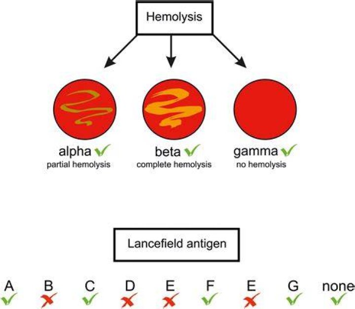 What is meant by haemolysin?