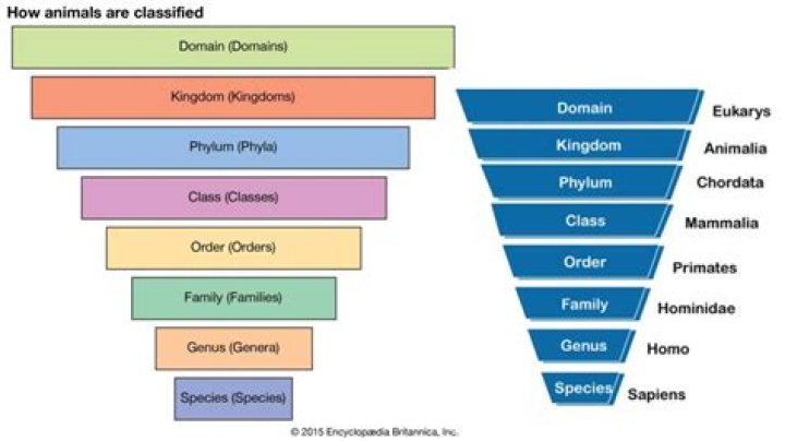 What is meant taxonomically?