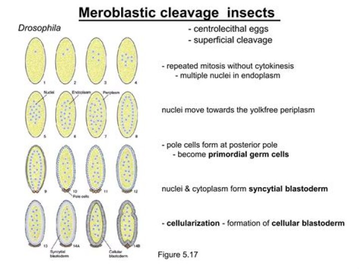 What is meroblastic superficial?