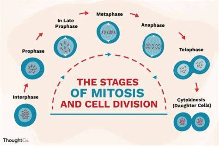 What is mitotic phase?