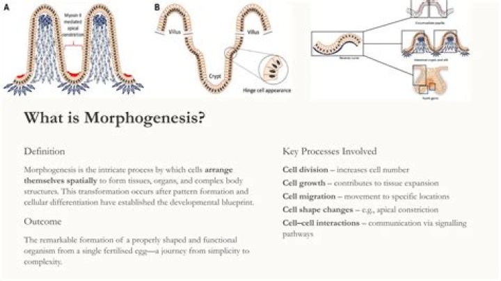 What is morphogenesis simple definition?