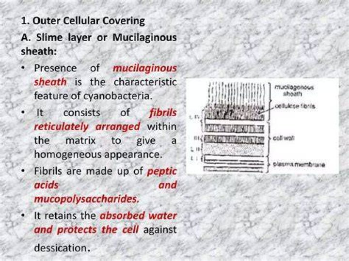 What is mucilaginous covering?