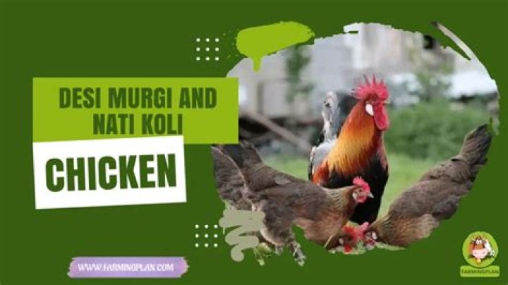 What is nati koli chicken?