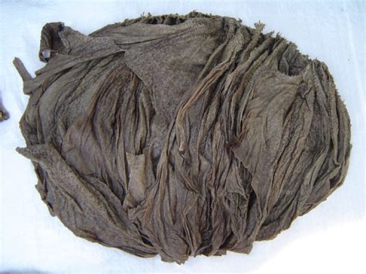 What is omasum in cow?