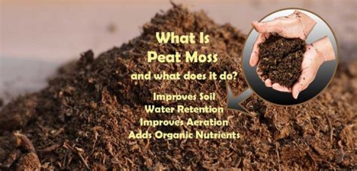 What is peat moss best for?