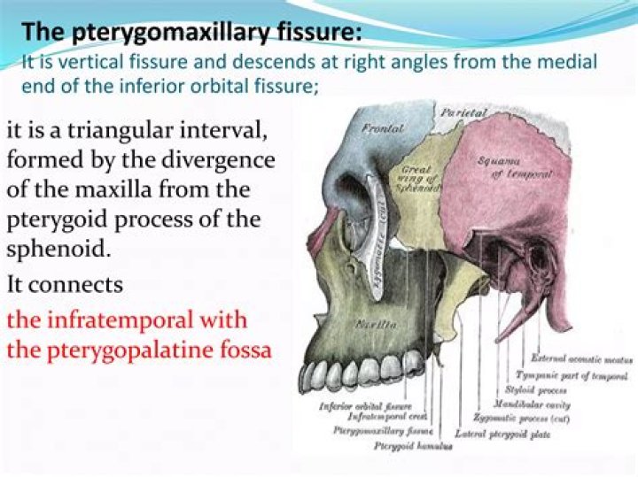 What is pterygomaxillary fissure?