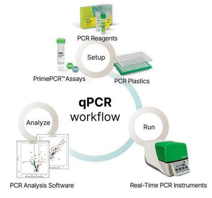 What is rt pcr report?