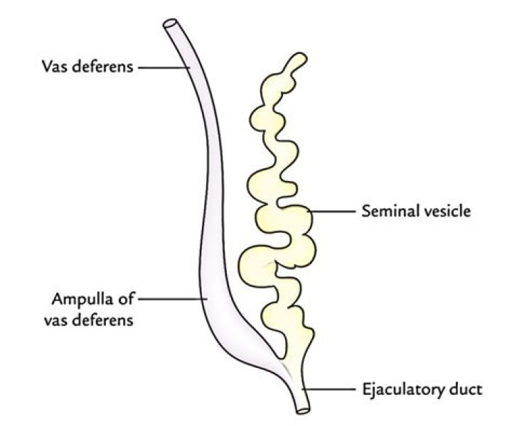 What is seminal vesicle?