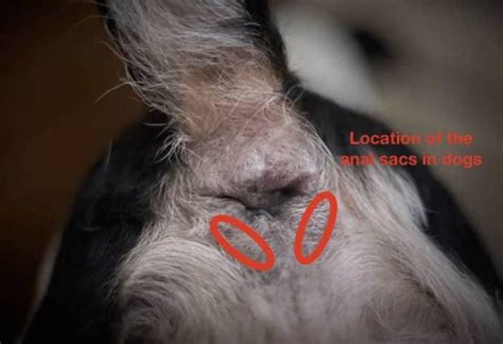 What is squeezing a dogs glands?