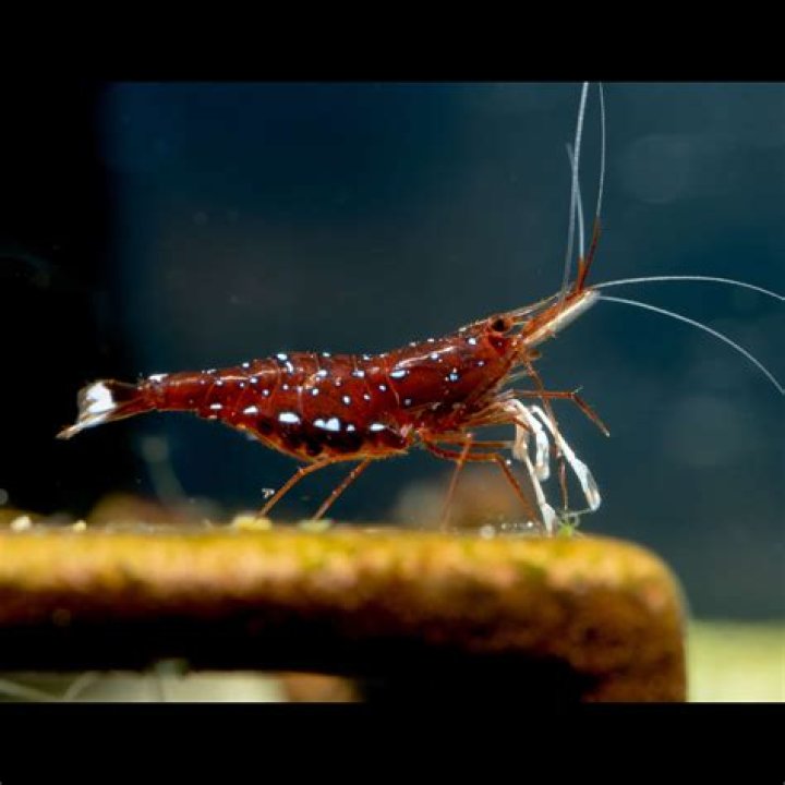 What is sulawesi tank?