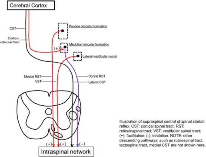 What is supraspinal control?
