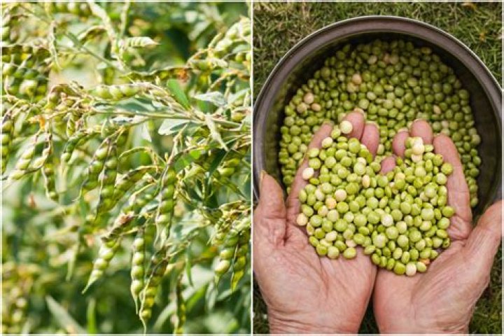 What is the botanical name of pigeon pea?