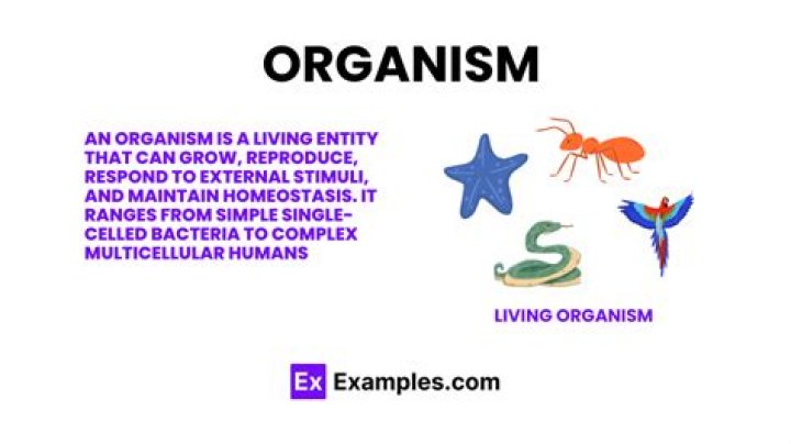 What is the definition of a superorganism?