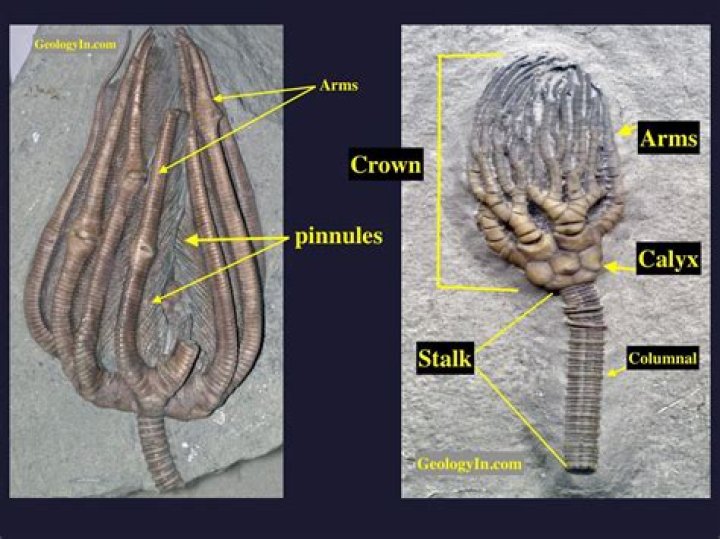 What is the definition of conodonts?