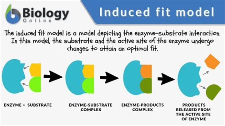 What is the definition of indued?