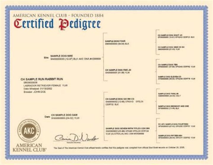 What is the difference between akc and pedigree?