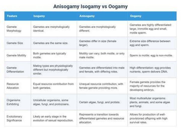 What is the difference between anisogamy and oogamy?