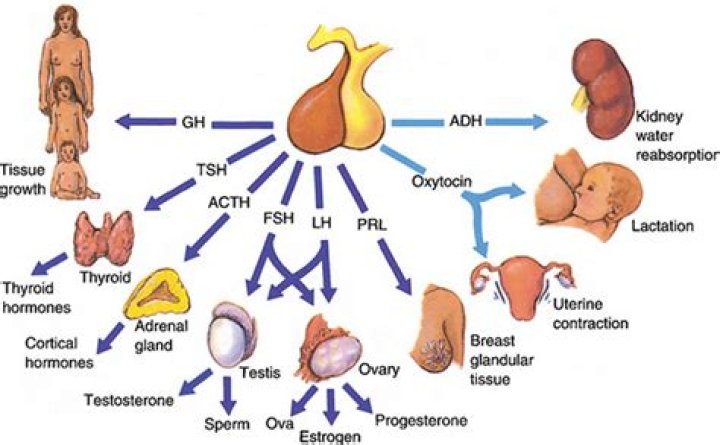 What is the function of lh hormone?