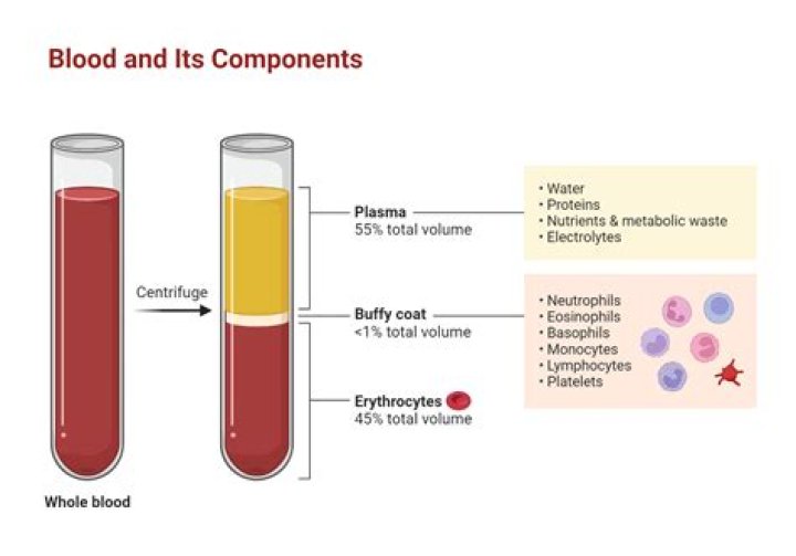 What is the liquid part of coagulated blood?