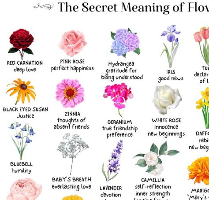 What is the meaning of hows u?