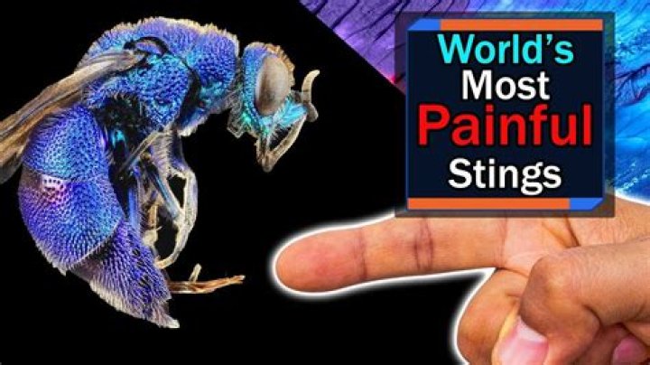 What is the painfullest thing in the world?