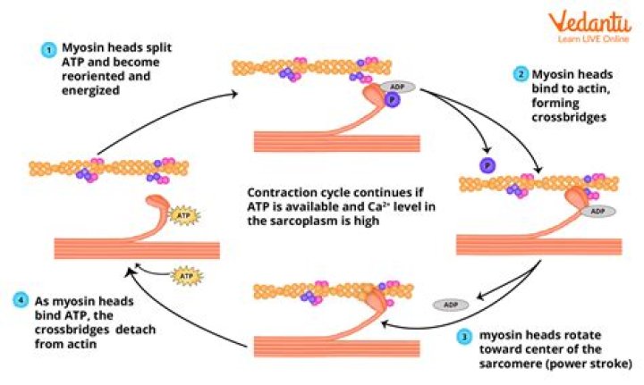 What is the role of myosin?