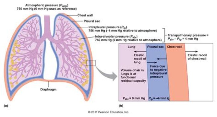 What is transpleural pressure?