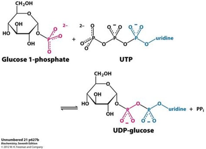What is uridine diphosphate glucose?