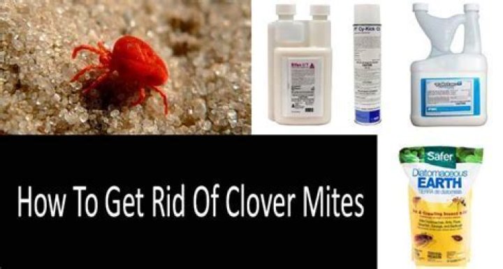 What kills clover mites?
