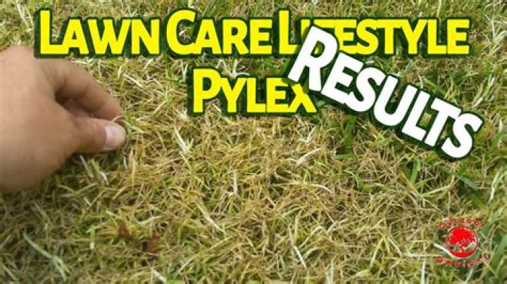 What kills dallisgrass in bermuda?