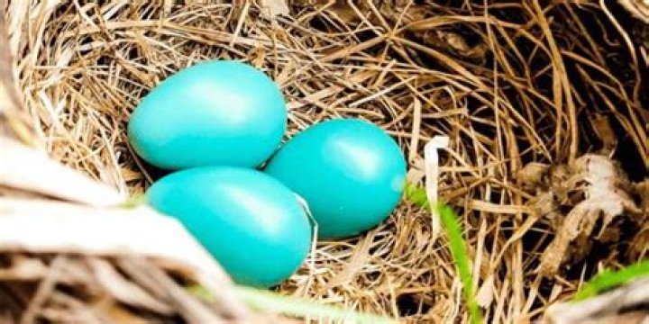 What kind of bird lays turquoise eggs?