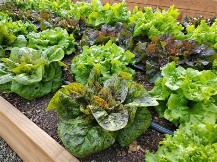 What kingdom does ulva lactuca belong to?