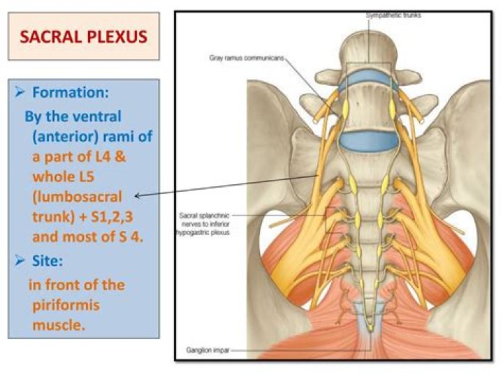 What major nerves) arise from the sacral plexus?
