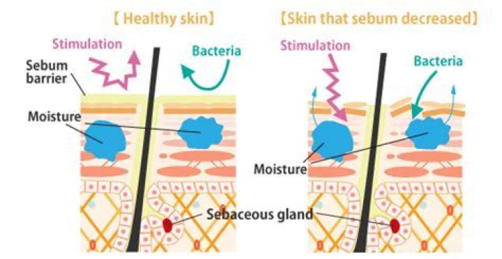 What secretions does the skin produce?