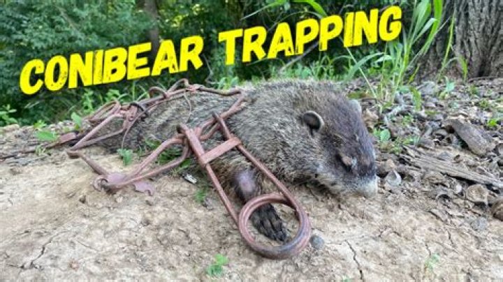 What to bait woodchucks with?