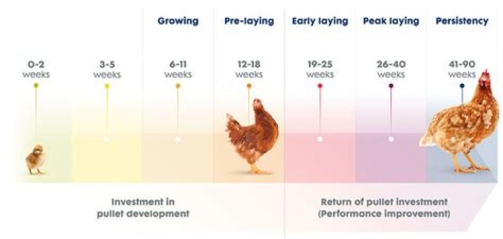 What to feed pullets?