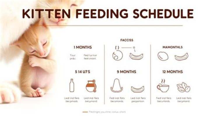 What to feed s kitten?