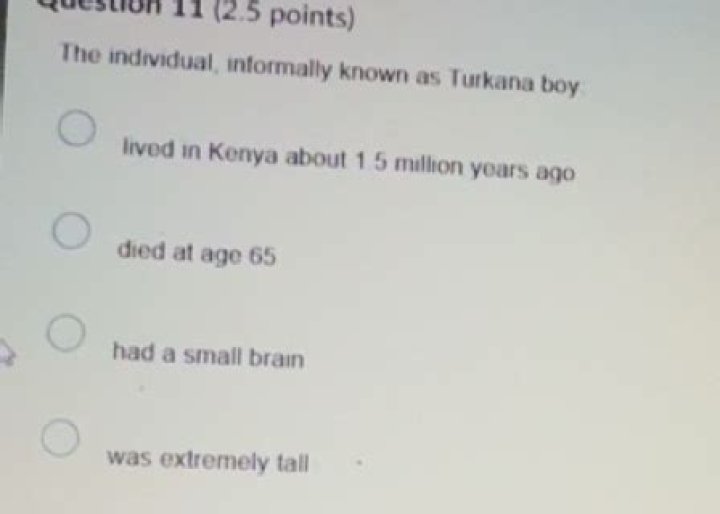 What was turkana boy brain capacity?