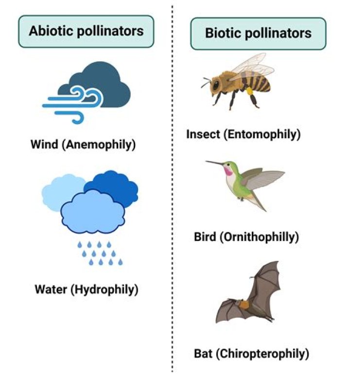 What wind pollination means?