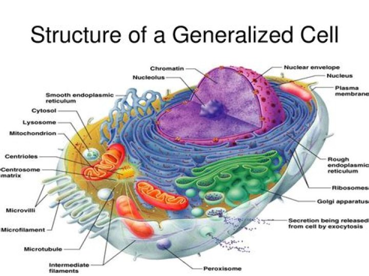 Whats a generalised cell?