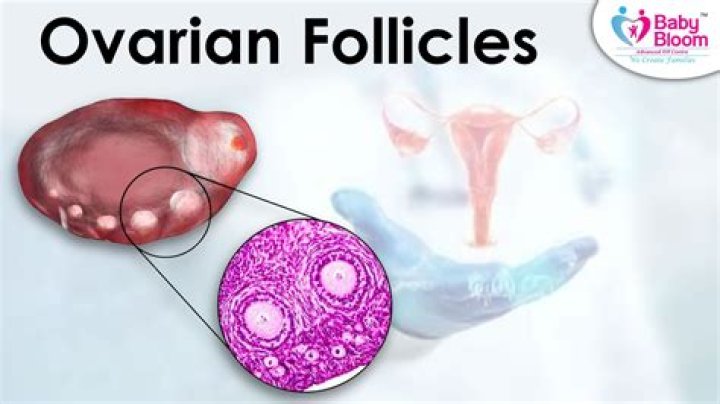 Whats a good follicle count?