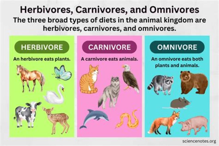 Whats a herbivore carnivore omnivore?