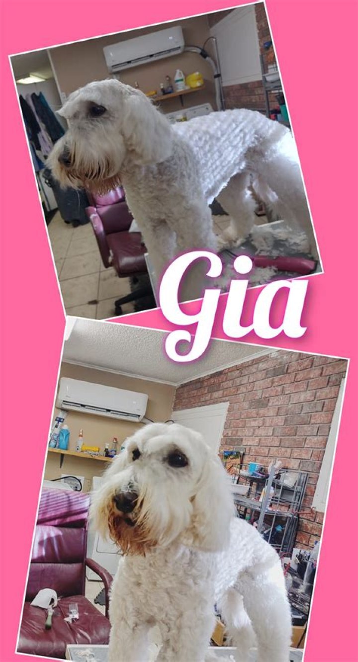 Whats a puppy groom?