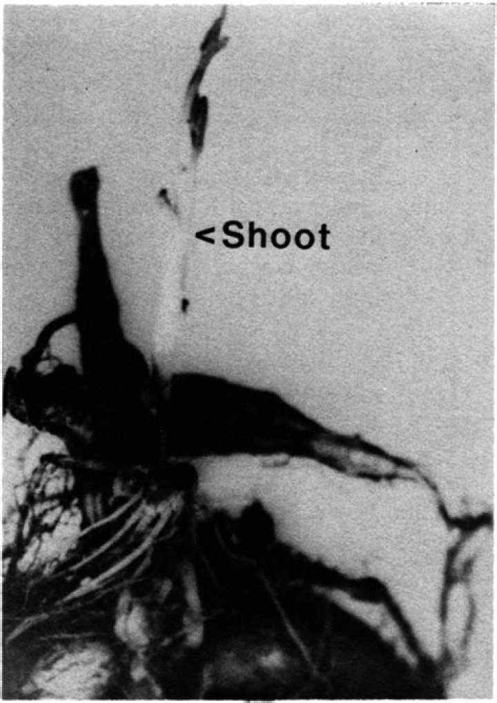 Whats an adventitious shoot?