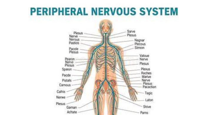 Whats in the peripheral nervous system?
