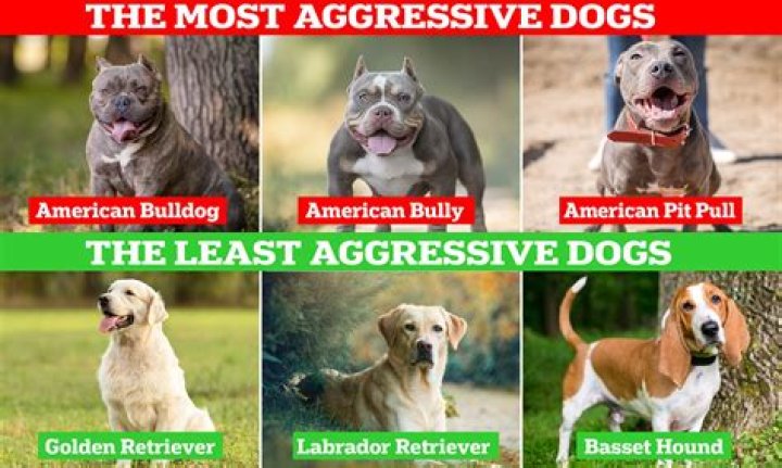 Whats meaning of top dog?