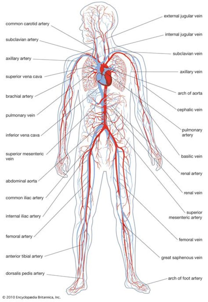 Whats the circulatory system?