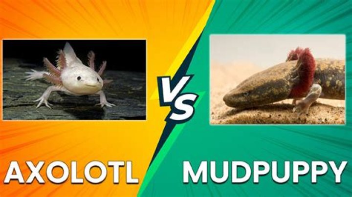 Whats the difference between a mudpuppy and a salamander?