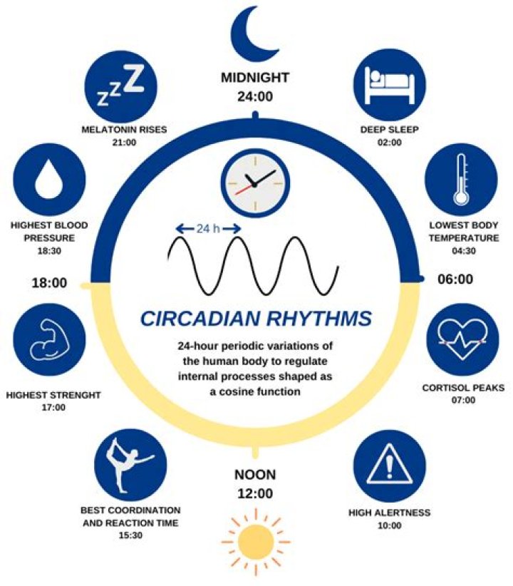 Whats the meaning of biorhythm?
